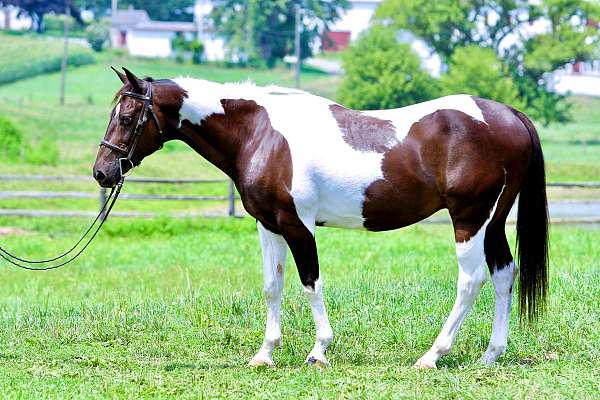 gentle-paint-horse