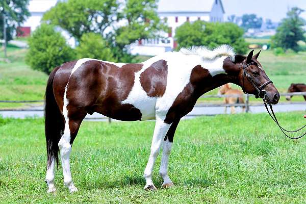 eventing-paint-horse