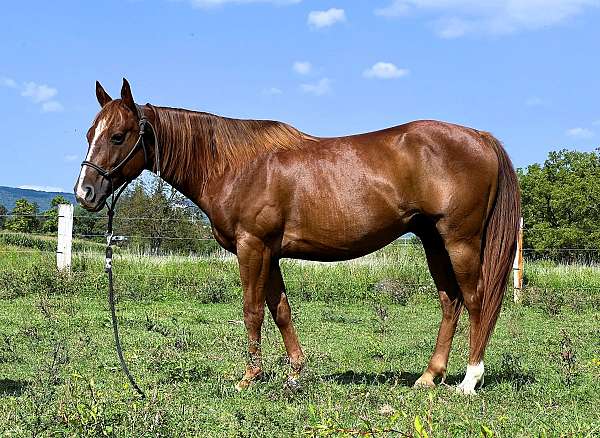 chestnut-see-pics-horse