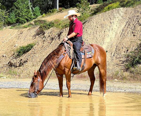 flashy-quarter-horse