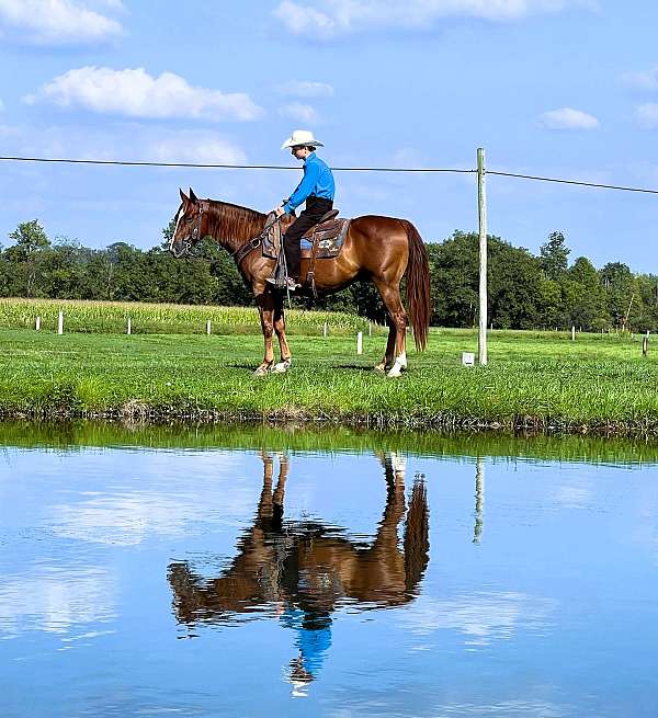 family-quarter-horse