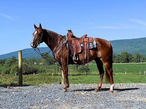 trail-quarter-horse