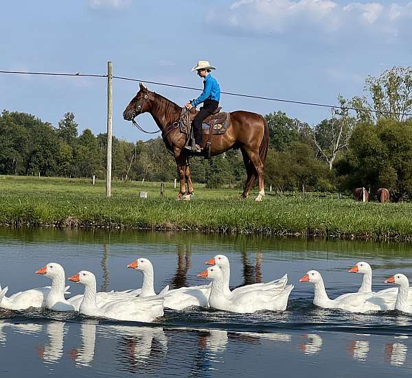 husband-safe-quarter-horse