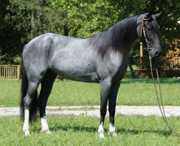 blue-roan-see-pics-horse