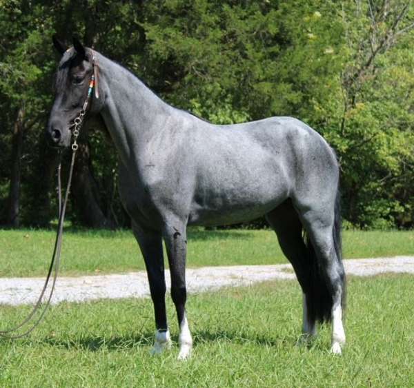 flashy-kentucky-mountain-horse