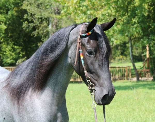 gaited-kentucky-mountain-horse