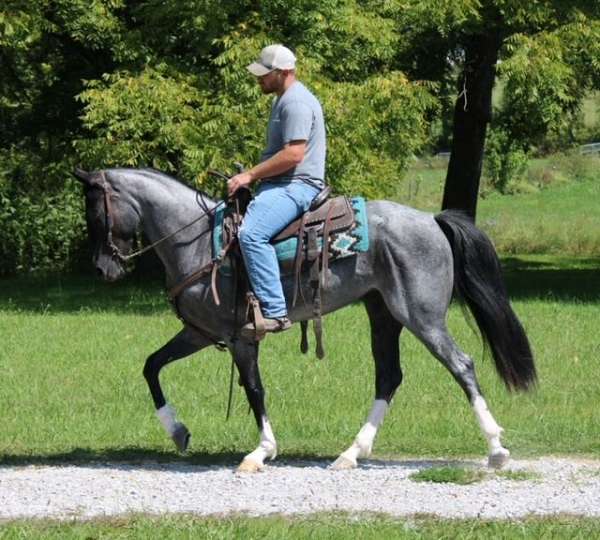 family-kentucky-mountain-horse