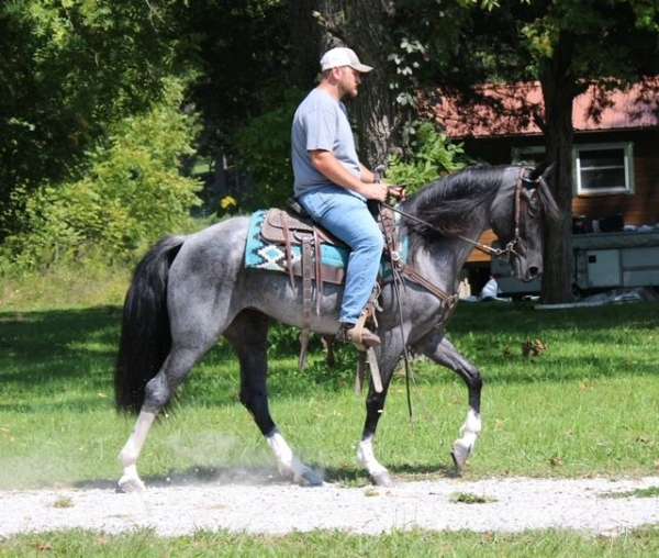 trail-kentucky-mountain-horse