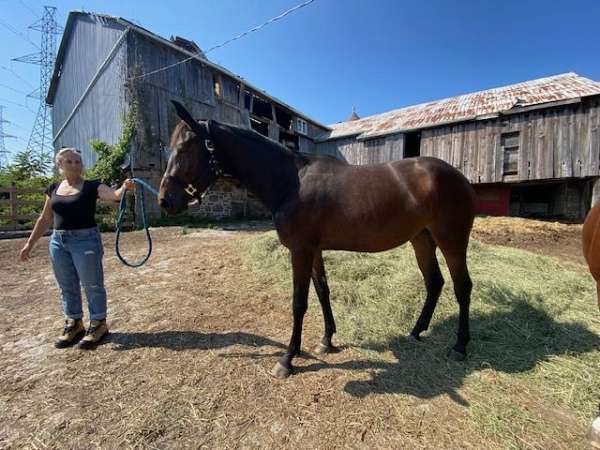 bay-white-on-nose-horse