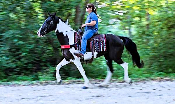 tobiano-see-pics-horse