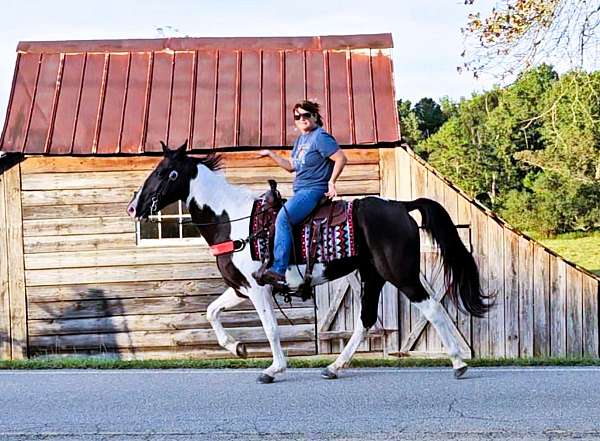 flashy-spotted-saddle-horse