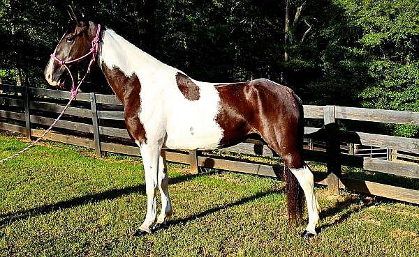 family-spotted-saddle-horse