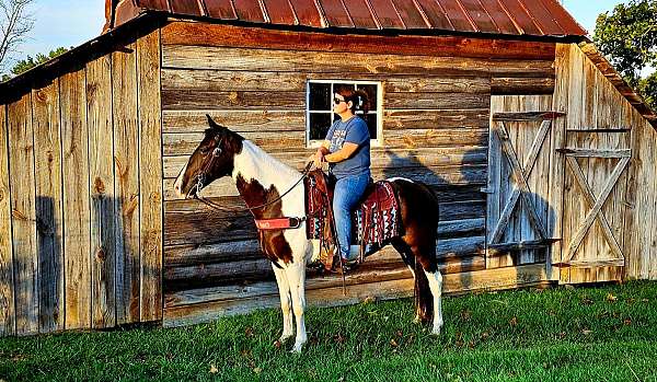 trail-spotted-saddle-horse