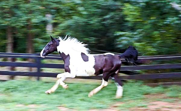 husband-safe-spotted-saddle-horse