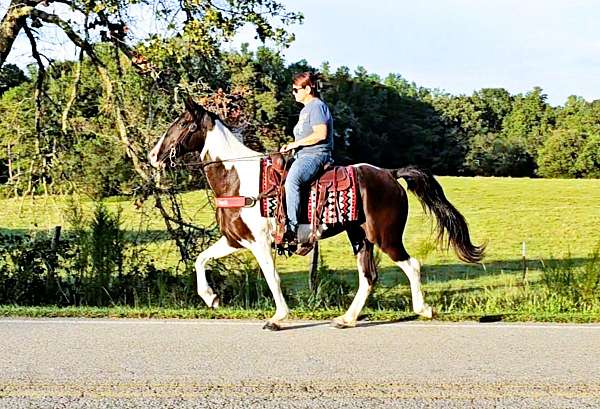 all-around-spotted-saddle-horse