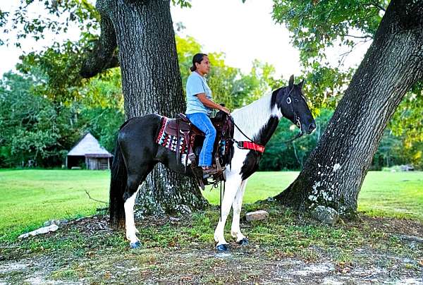 gaited-spotted-saddle-horse