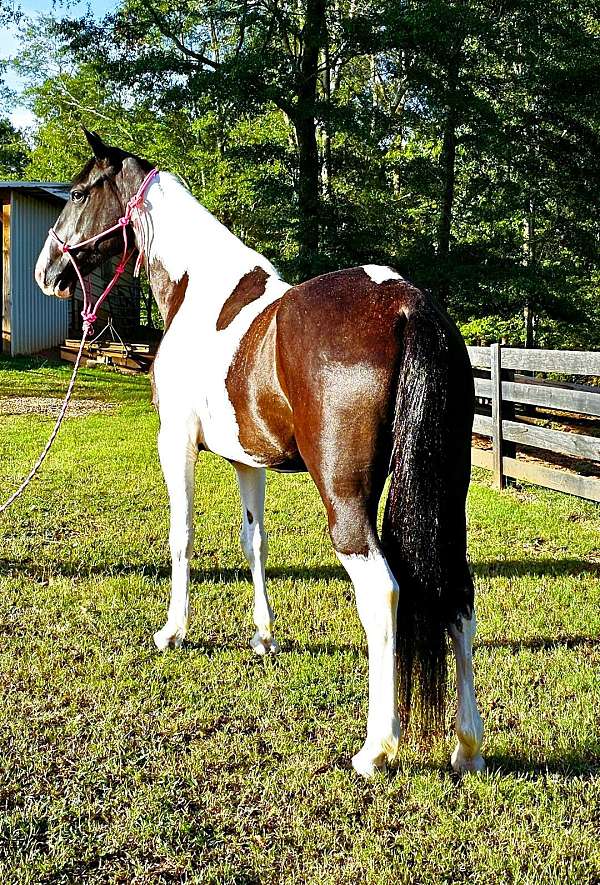 athletic-spotted-saddle-horse