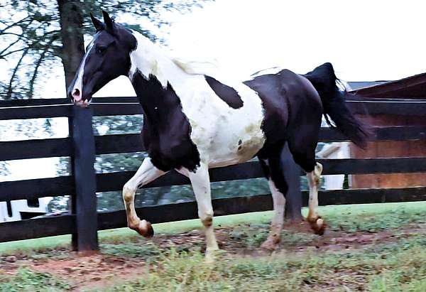 beginner-spotted-saddle-horse