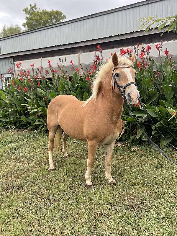 halter-trail-haflinger-horse