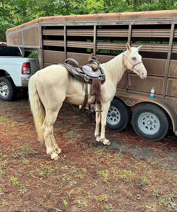 12-years-old-tennessee-walking-horse