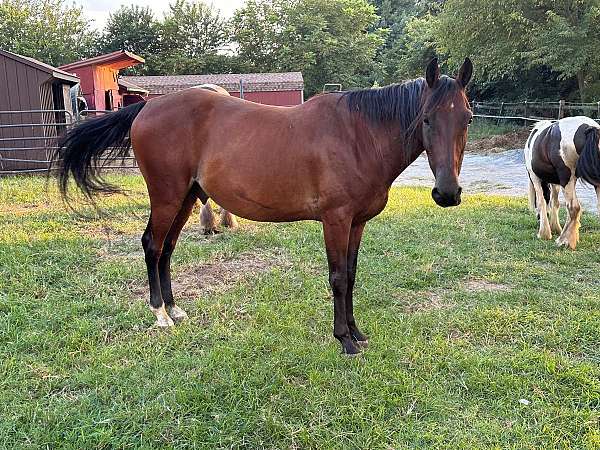 wormer-tennessee-walking-horse