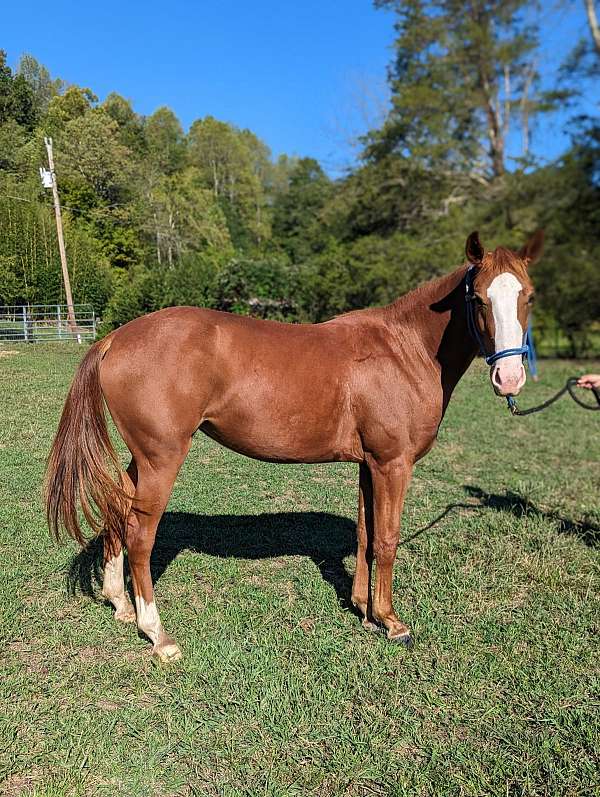 quarter-horse-filly