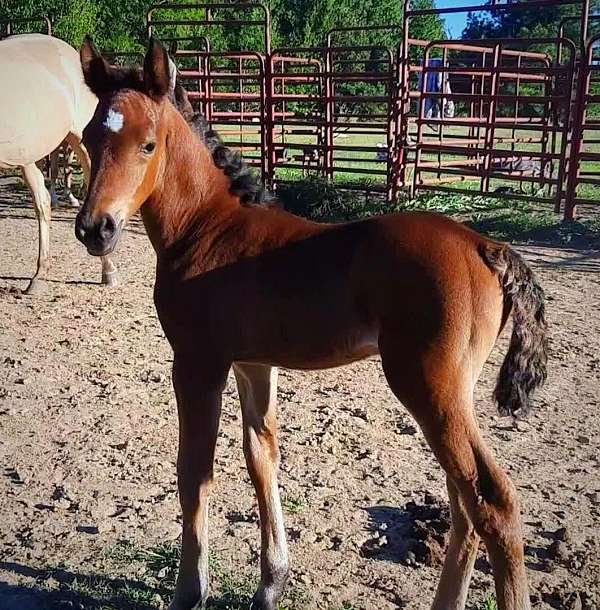 draft-cross-arabian-horse