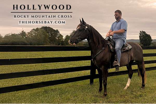 strip-hind-rear-stocking-horse