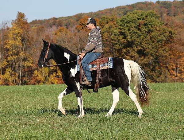 strip-hind-rear-stocking-horse