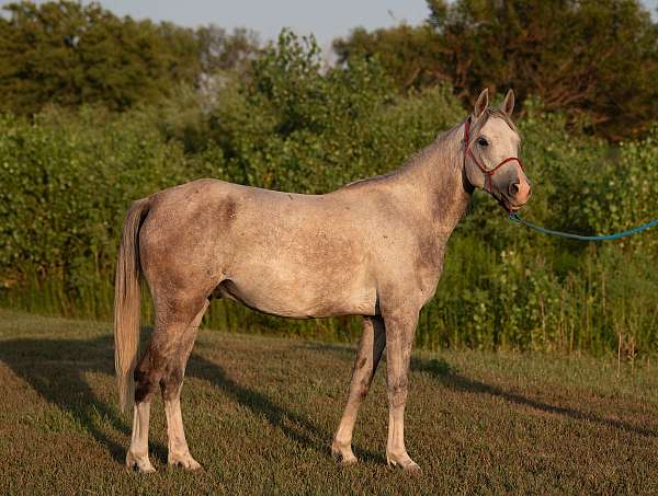 all-around-arabian-horse