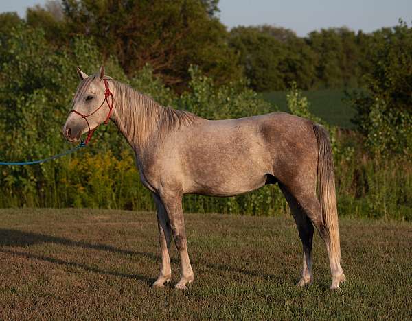 companion-arabian-horse