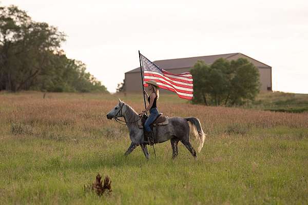 dressage-arabian-horse