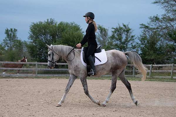 field-trial-arabian-horse