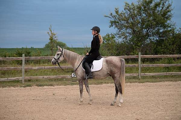 jumping-arabian-horse