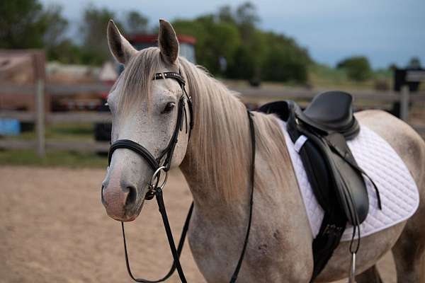 ridden-english-arabian-horse