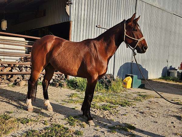 quarter-horse-gelding