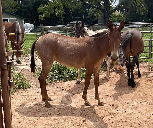 blue-roan-roan-mule-mare-yearling