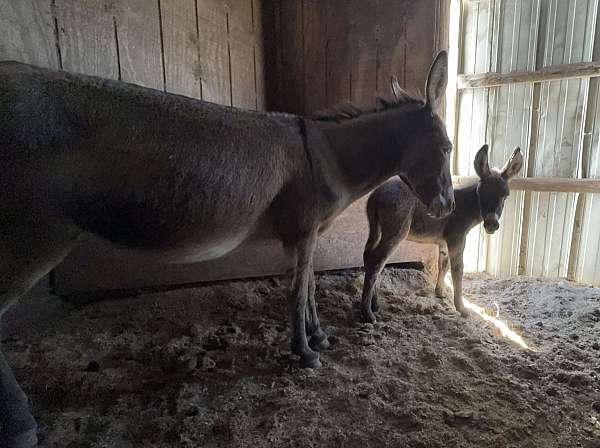 donkey-mare