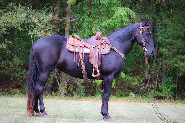 all-around-kentucky-mountain-horse