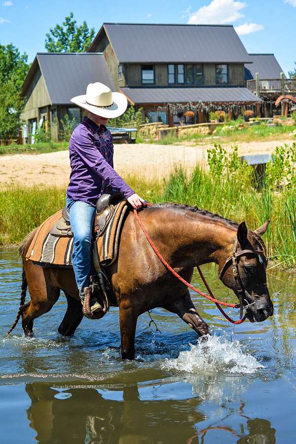 liver-chestnut-see-pics-horse