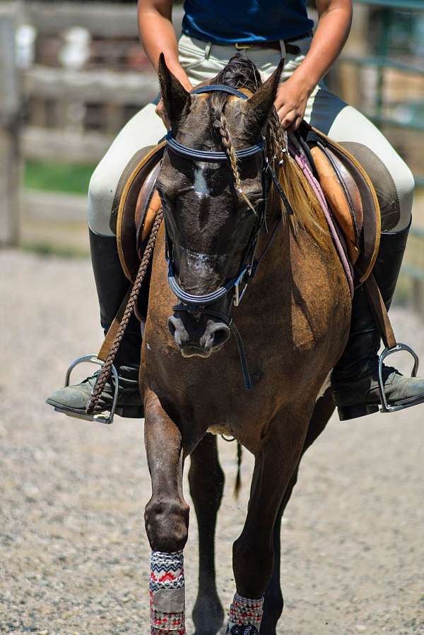 flashy-welsh-pony