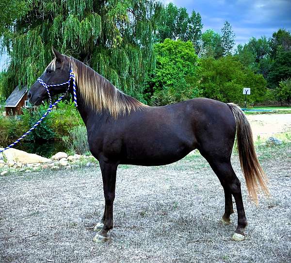 family-welsh-pony