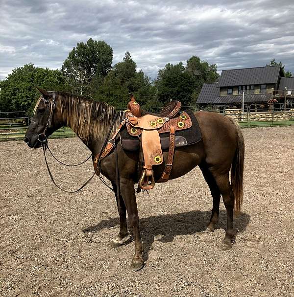 trail-welsh-pony