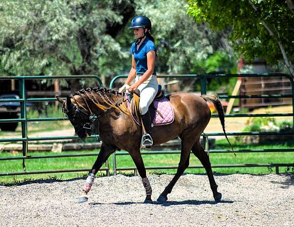 husband-safe-welsh-pony