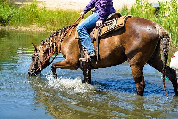 gentle-welsh-pony