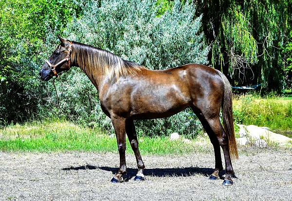 jumping-welsh-pony