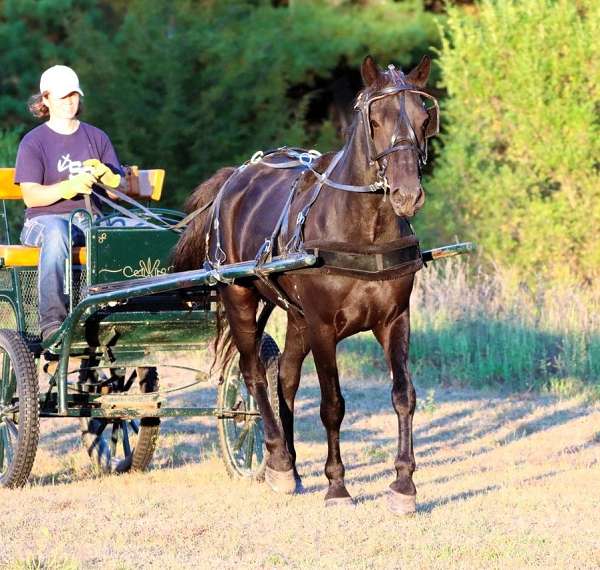 gentle-morgan-pony