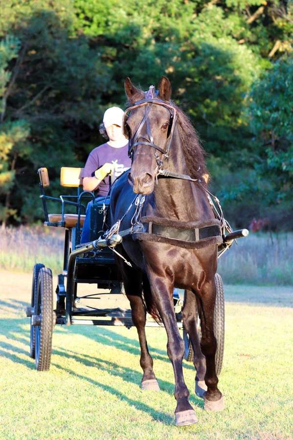 pleasure-driving-morgan-pony