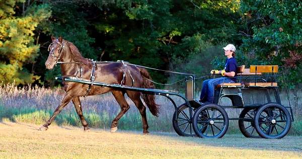 sportpony-morgan-pony