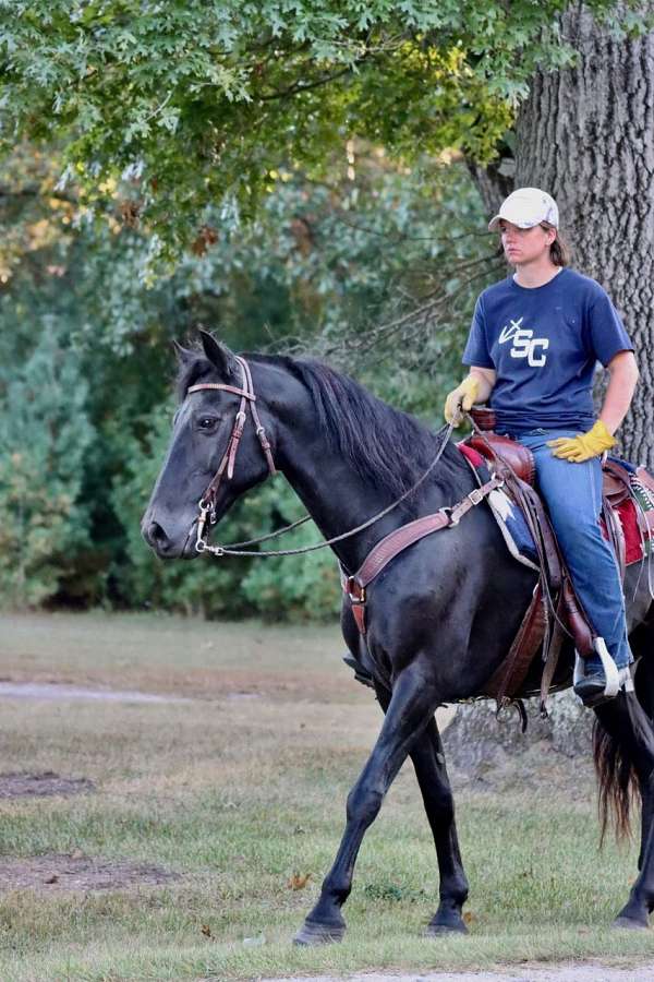 western-dressage-morgan-pony